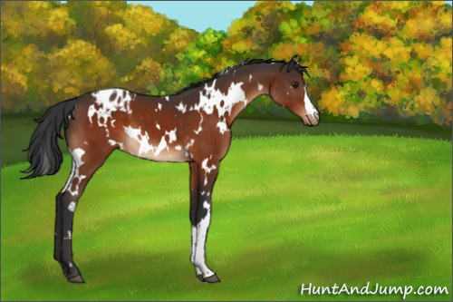 Horse Color:White Spotted Brown Appaloosa 