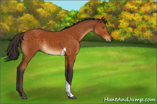 Horse Color:Buckskin Tobiano 