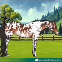 Horse Color:White Spotted Brown Appaloosa 