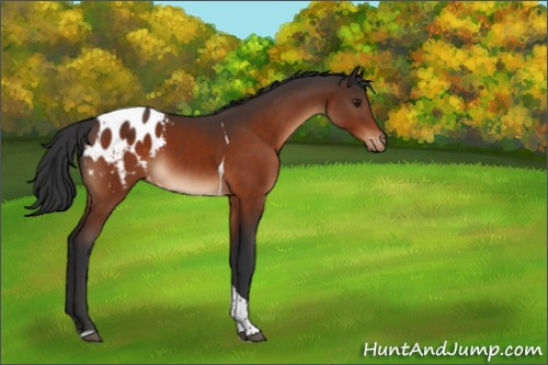 Horse Color:Brown Tobiano Appaloosa 