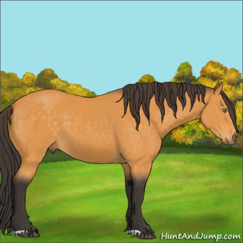 Horse Color:Buckskin 