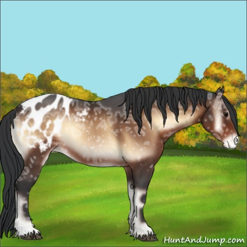 Horse Color:Brown Ice Onyx Appaloosa 