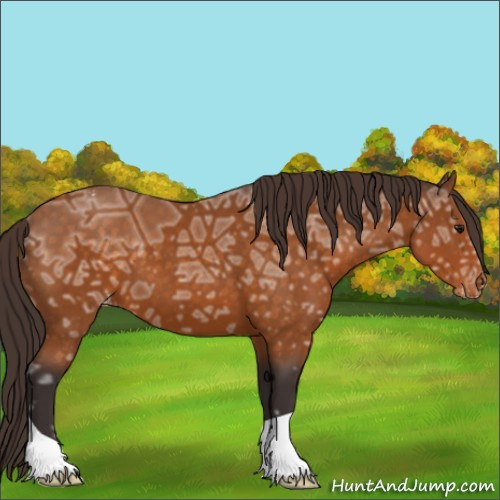 Horse Color:Buckskin Ice Appaloosa 