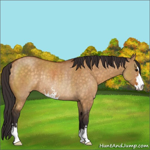 Horse Color:Buckskin Dun Sabino Rabicano 