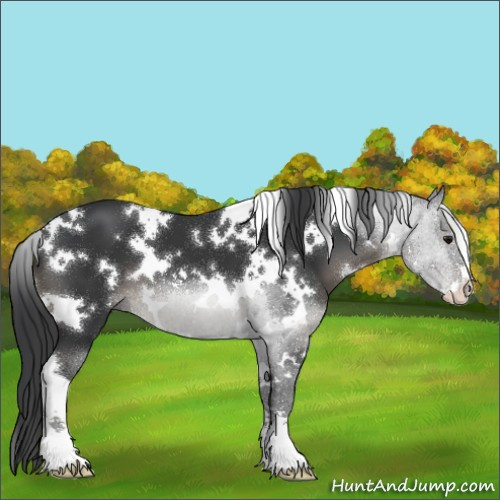 Horse Color:White Spotted Black Sabino 