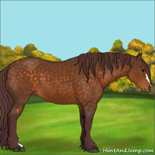 Horse Color:Chocolate Buckskin 