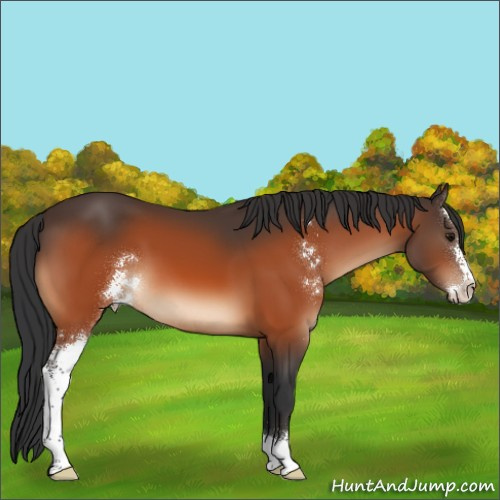 Horse Color:Bay Sabino 