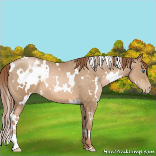 Horse Color:White Spotted Buckskin Pearl 