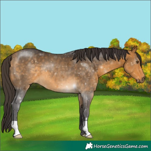 Horse Color:Buckskin 