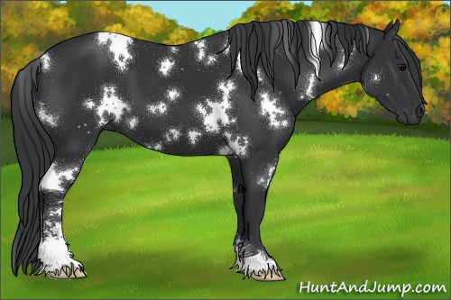 Horse Color:White Spotted Black Sabino 