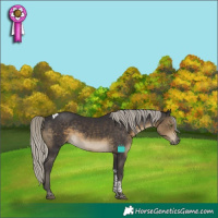 Horse Color:Silver Smoky Black Tobiano