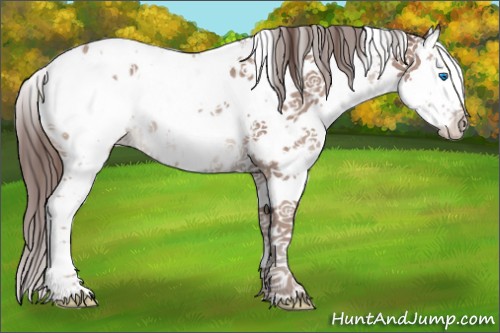 Horse Color:Classic Champagne Sabino Splash Appaloosa Rabicano 