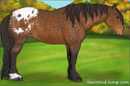 Horse Color:Buckskin Appaloosa 