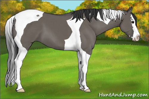 Horse Color:Grullo Splash Tobiano 