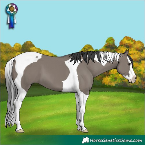 Horse Color:Grullo Splash Tobiano 