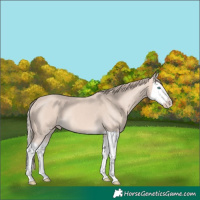 Horse Color:Perlino Mushroom Splash 