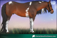 Horse Color:Brown Tobiano 
