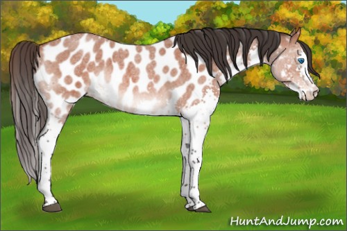 Horse Color:Brown Roan Splash Appaloosa 