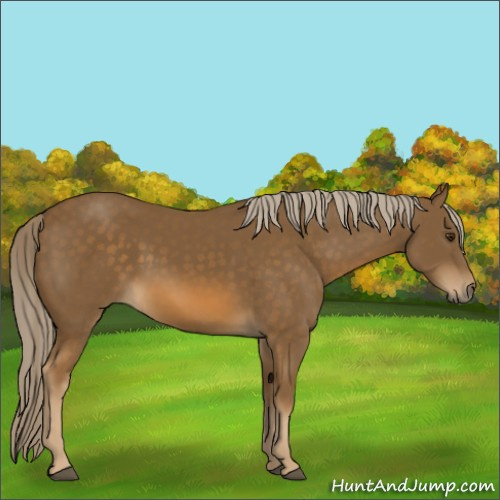 Horse Color:Chocolate Palomino 