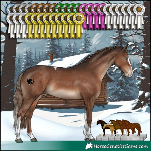 Horse Color:Liver Chestnut Splash Tobiano Varnish Rabicano