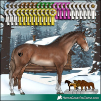 Horse Color:Liver Chestnut Splash Tobiano Appaloosa Rabicano 