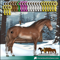 Horse Color:Liver Chestnut Splash Tobiano Appaloosa Rabicano 