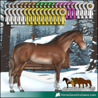 Horse Color:Liver Chestnut Splash Tobiano Varnish Rabicano
