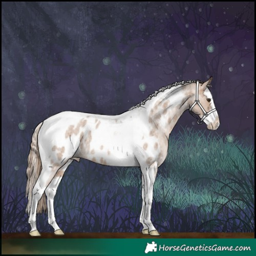 Horse Color:Red Dun Roan Splash Tobiano Appaloosa Rabicano 