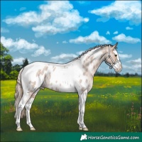 Horse Color:Red Dun Roan Splash Tobiano Appaloosa Rabicano