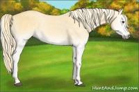 Horse Color:Palomino Onyx 