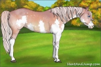Horse Color:Watercolor Silver Brown Dun Splash Appaloosa 