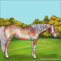 Horse Color:Nacre Silver Bay Onyx Rabicano 
