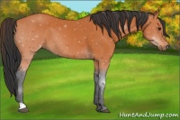 Horse Color:Bay 