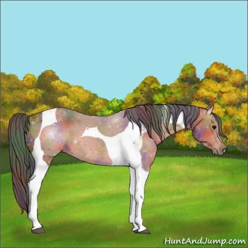Horse Color:Nacre Bay Tobiano 