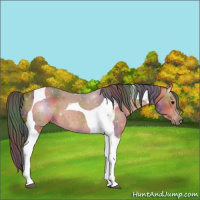 Horse Color:Nacre Bay Tobiano 