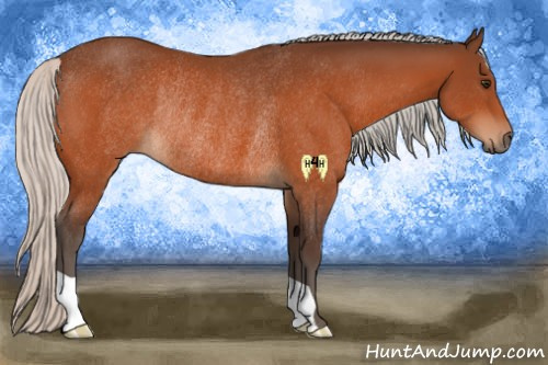 Horse Color:Silver Brown Rabicano 