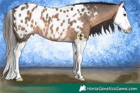 Horse Color:Brown Dun Splash Appaloosa 