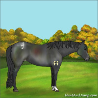 Horse Color:Black Appaloosa 