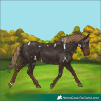 Horse Color:White Spotted Liver Chestnut