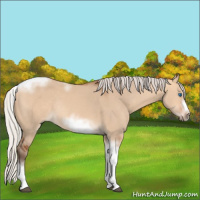 Horse Color:Silver Bay Dun Sabino Tobiano Frame Rabicano 