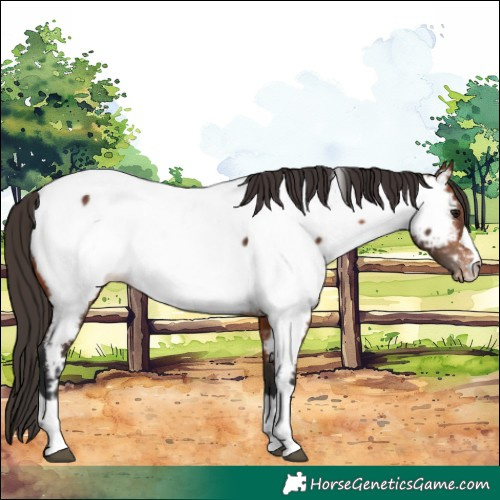 Horse Color:Bay Appaloosa 