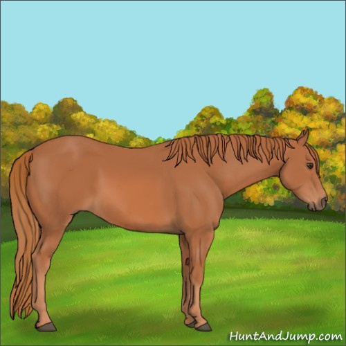 Horse Color:Chestnut 