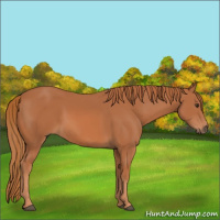 Horse Color:Chestnut 