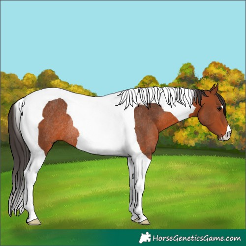 Horse Color:Bay Tobiano Rabicano