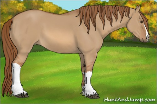 Horse Color:Red Dun 