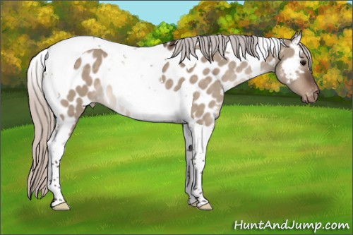 Horse Color:Silver Brown Dun Tobiano Appaloosa 