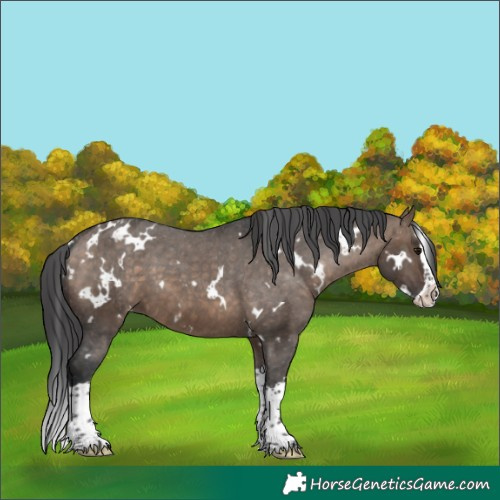 Horse Color:White Spotted Brown Dun Splash Appaloosa 