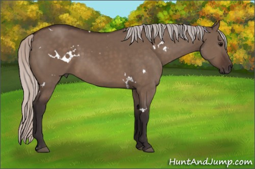 Horse Color:White Spotted Silver Brown Dun 