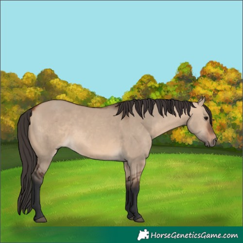 Horse Color:Bay Dun 
