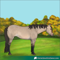 Horse Color:Bay Dun 